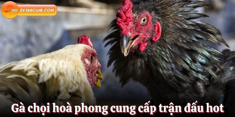 Tuân thủ các quy định của God66 - God66