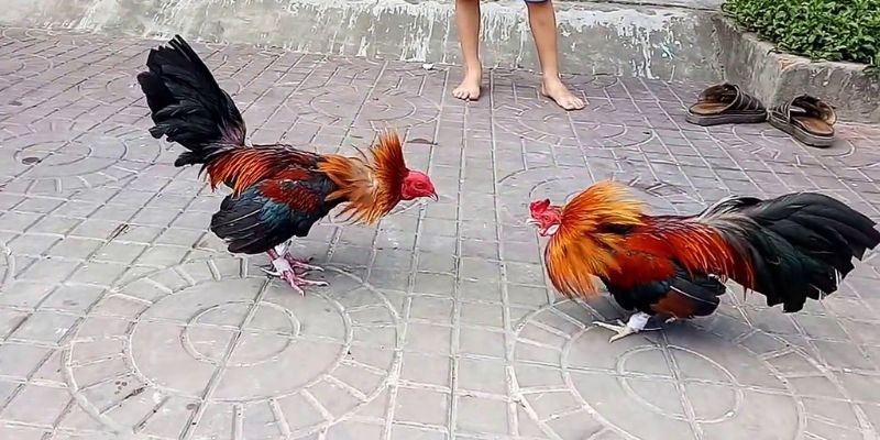 King88 cung cấp dịch vụ nạp và rút tiền nhanh chóng - King88