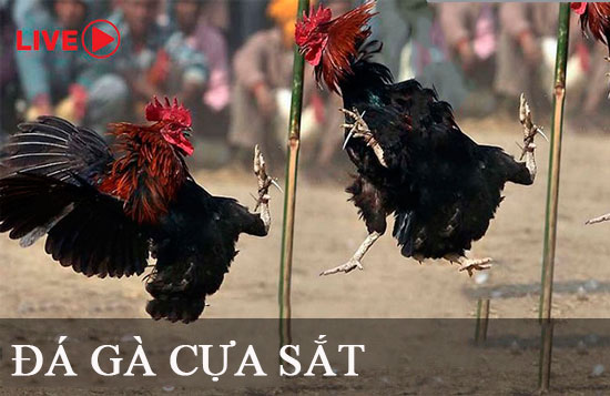 Bãi đậu xe đạt chuẩn Ke68 này cung cấp nhiều trò chơi khác nhau - Ke68